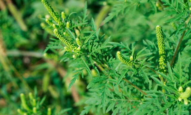 KLIMAFORANDRING: Varmere klima medfører at ragweed kan bli en del av den norske floraen. Det skaper problemer for allergikere. Foto: NTB Scanpix/Shutterstock KLIMAFORANDRING: Varmere klima medfører at ragweed kan bli en del av den norske floraen. Det skaper problemer for allergikere. Foto: NTB Scanpix/Shutterstock